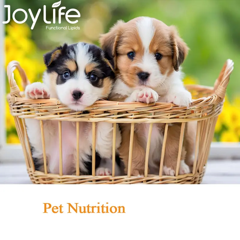 Omega-3 Fish oil powder 12%-30%